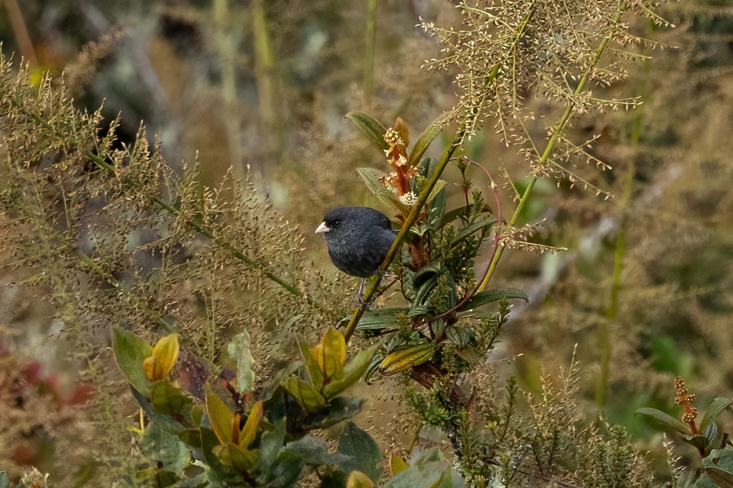 Paramo Seedeater - ML468833431