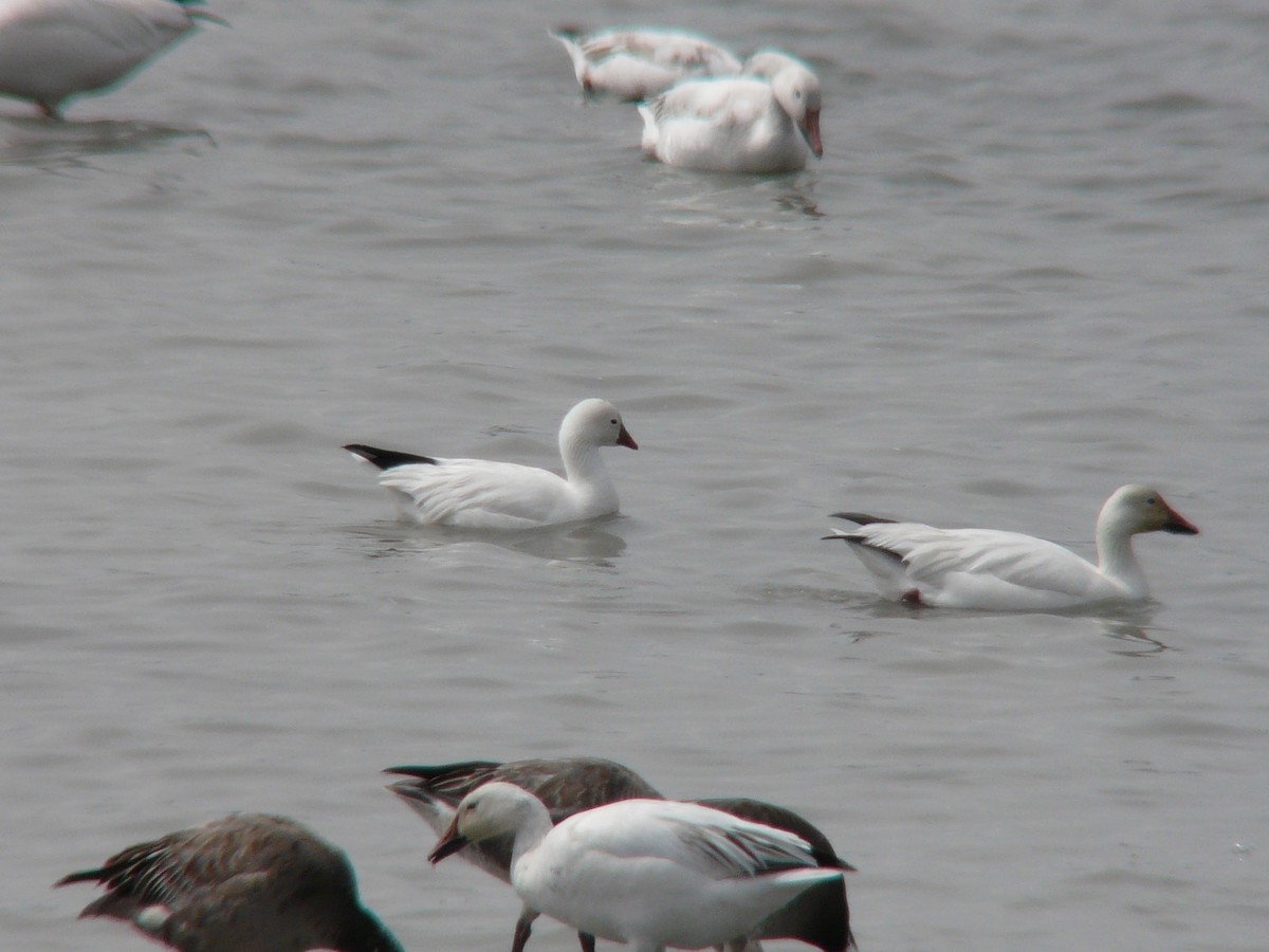 Ross's Goose - ML468833901