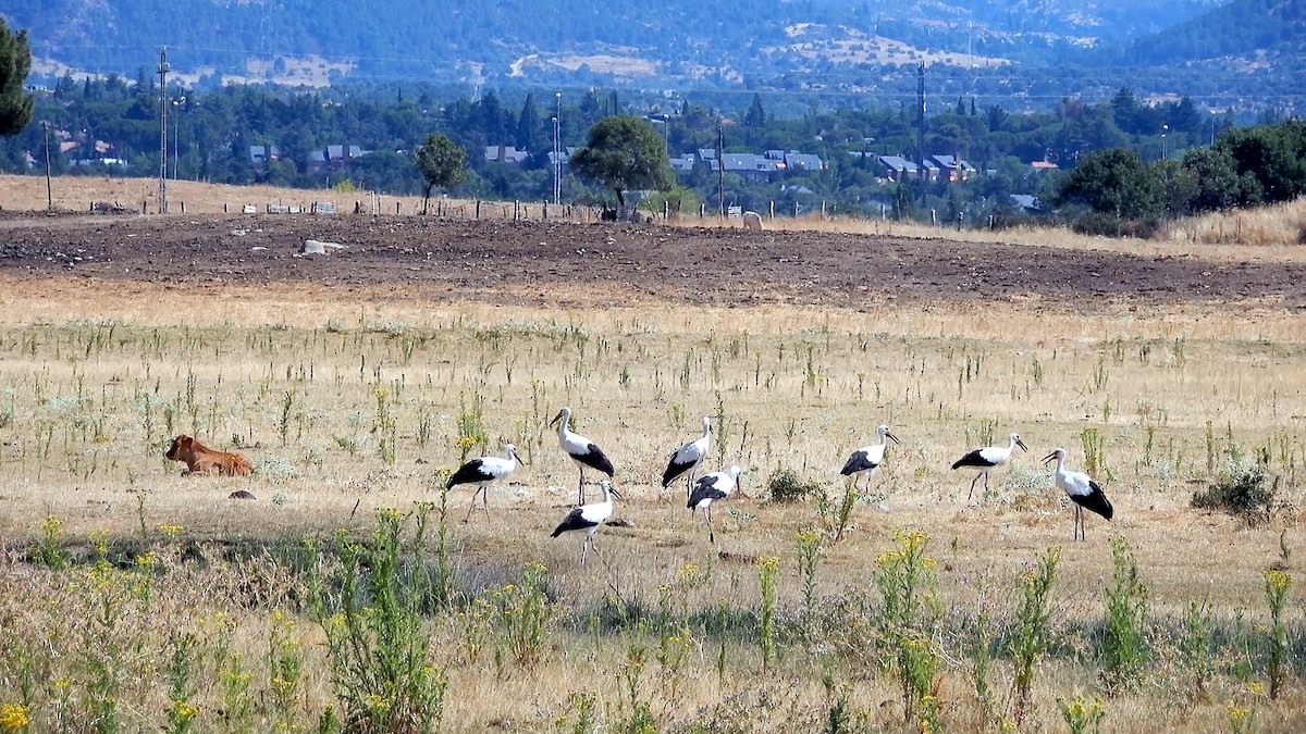 White Stork - Helio Ruipérez