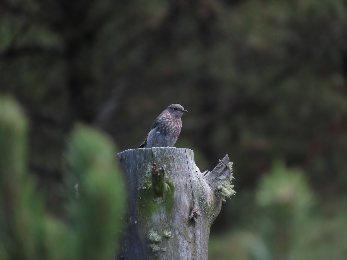 Western Bluebird - ML468835711