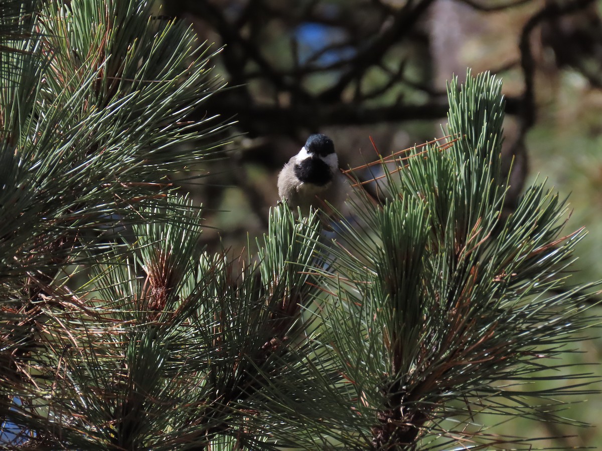 Mexican Chickadee - ML468835881
