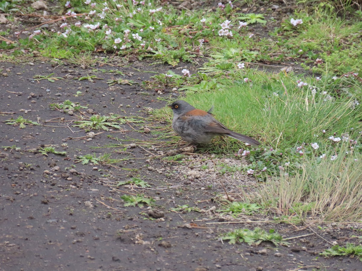 Yellow-eyed Junco - ML468836141
