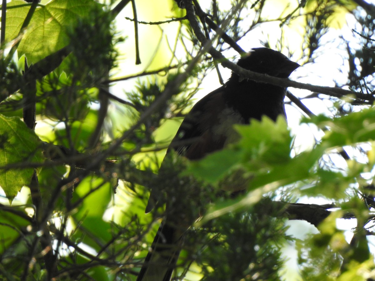 Eastern Towhee - ML468836581