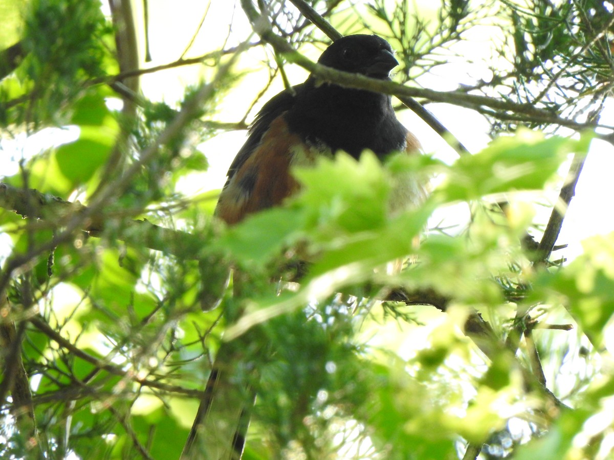 Eastern Towhee - ML468836591