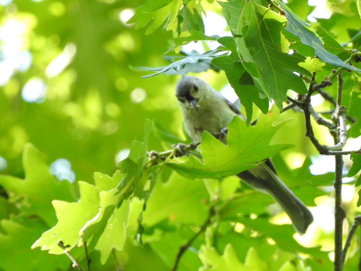 Tufted Titmouse - ML468836761