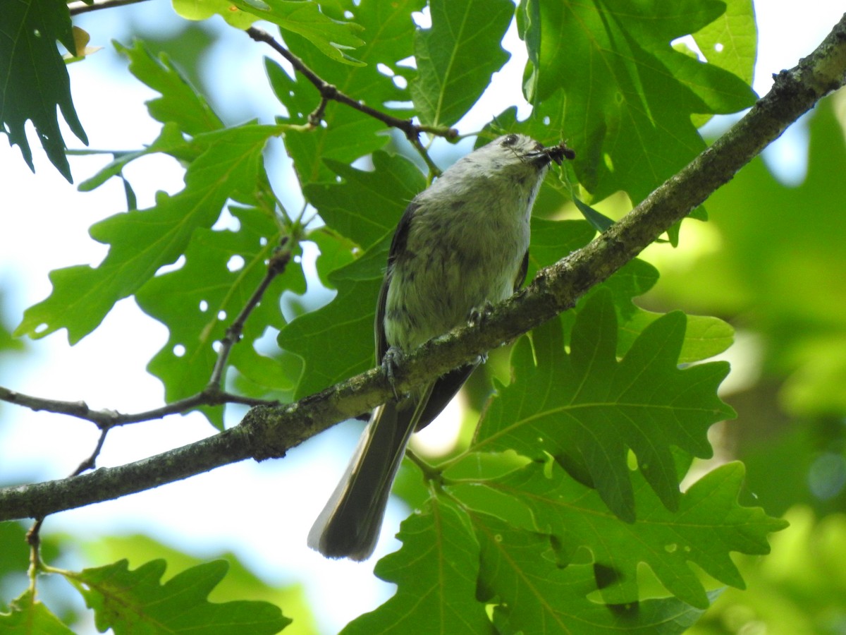 Tufted Titmouse - ML468836811