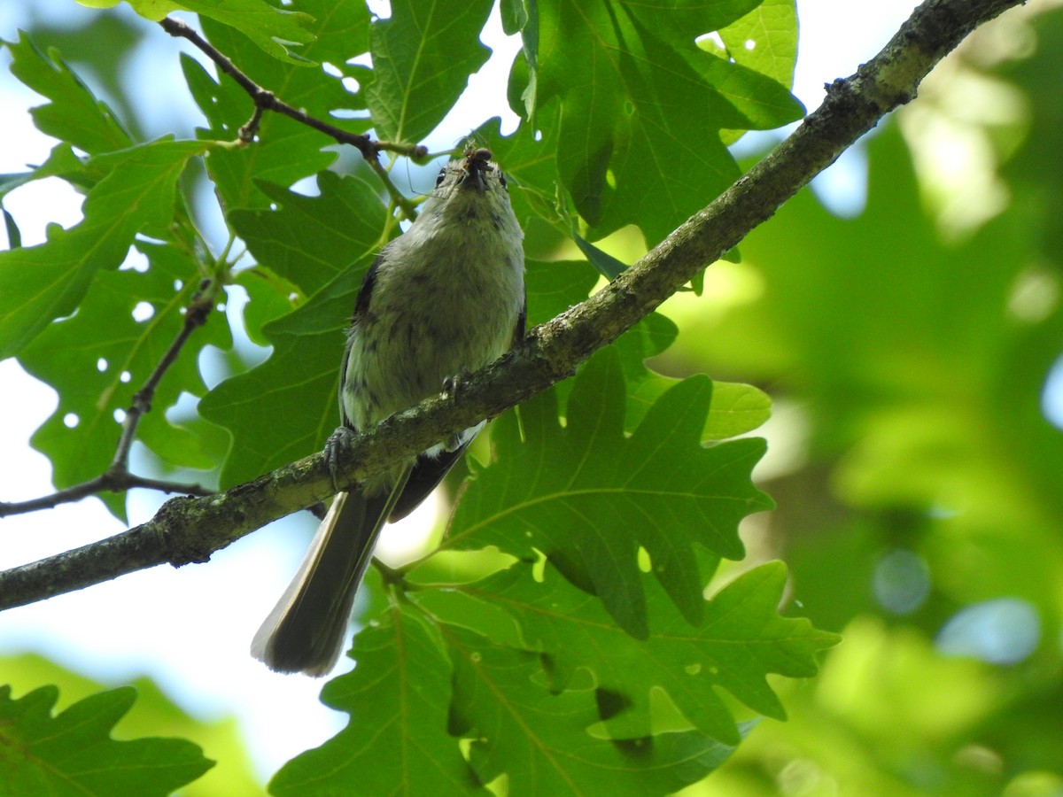 Tufted Titmouse - ML468836821