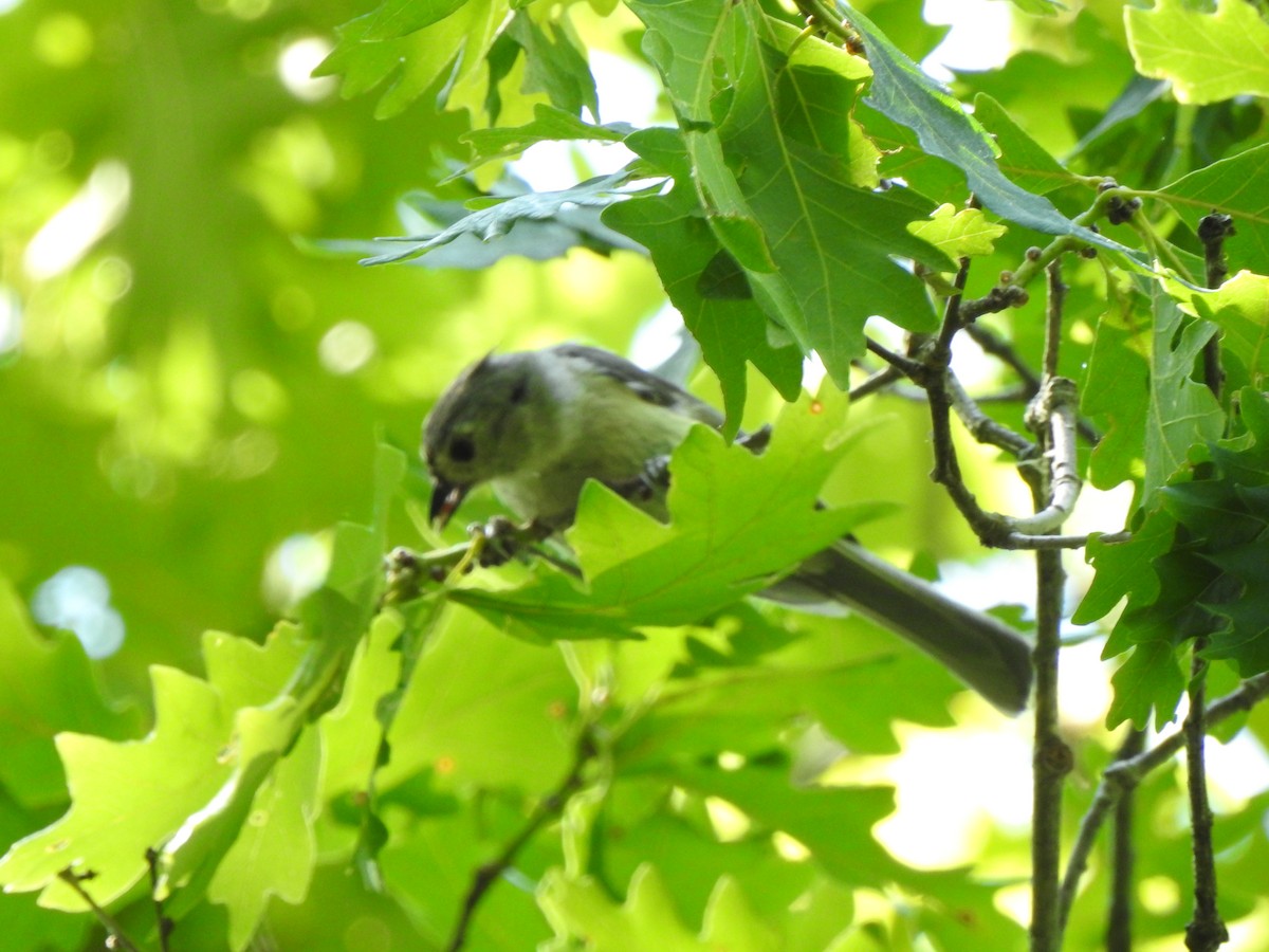 Tufted Titmouse - ML468836831