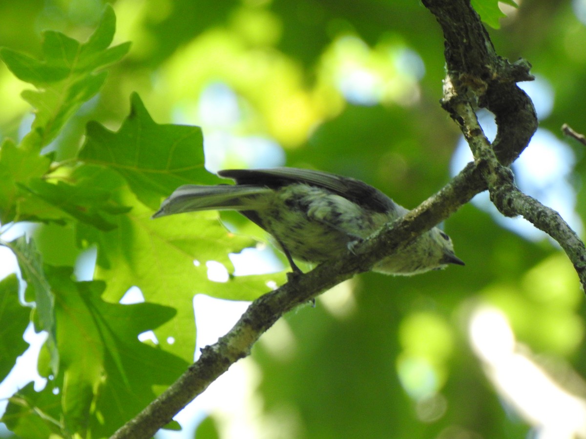 Tufted Titmouse - ML468836851