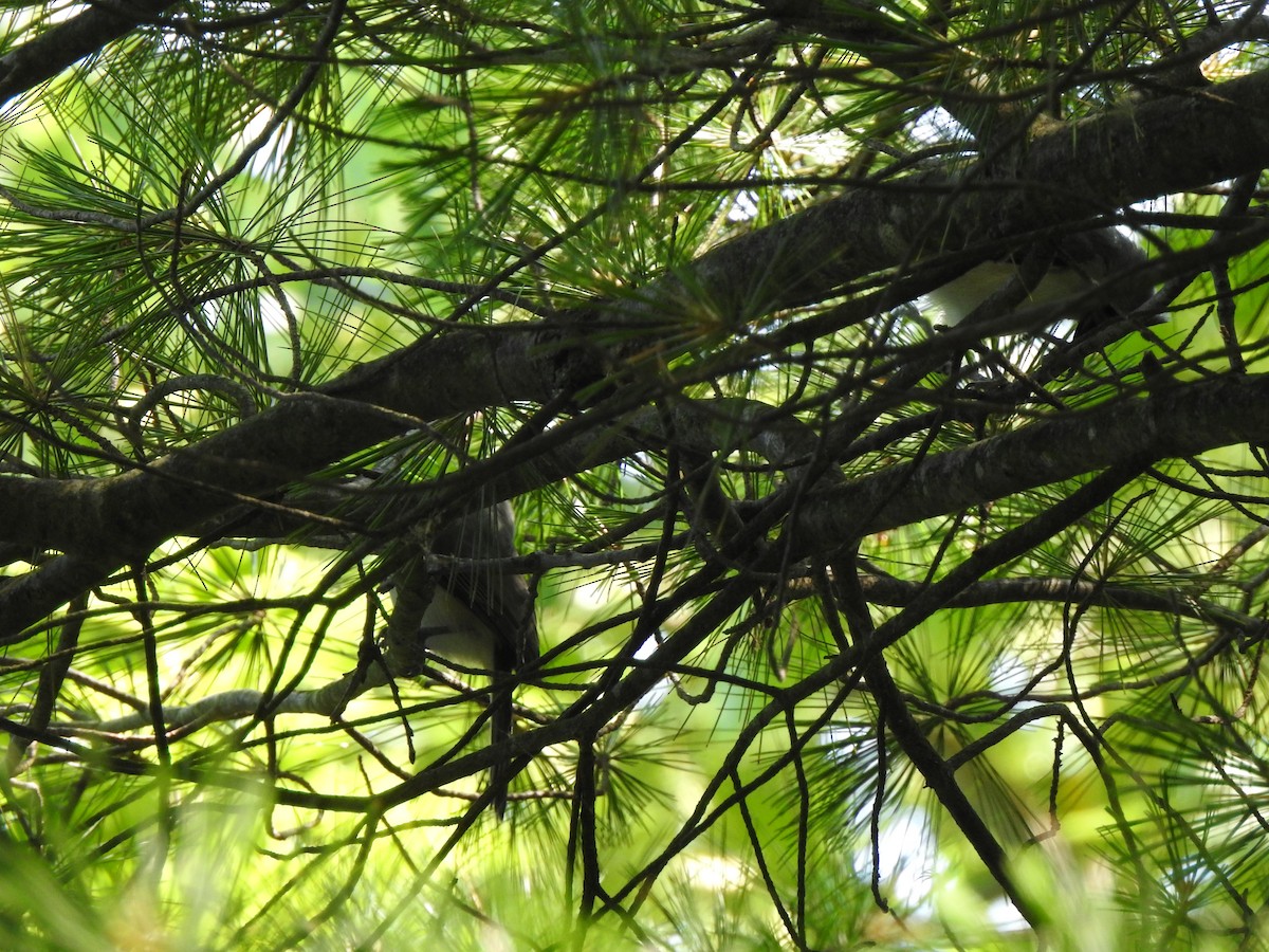 Tufted Titmouse - ML468836861