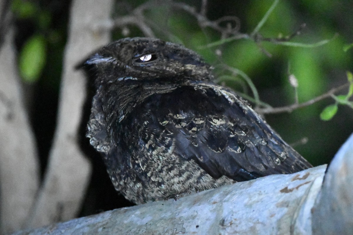 Bates's Nightjar - ML468837521