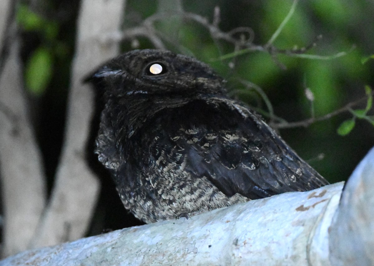 Bates's Nightjar - ML468837751