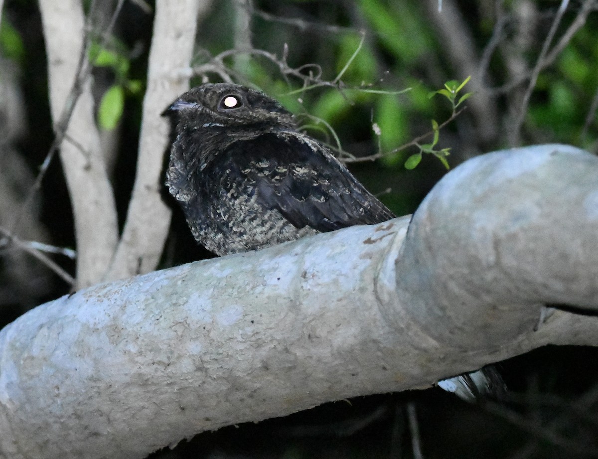 Bates's Nightjar - ML468837991