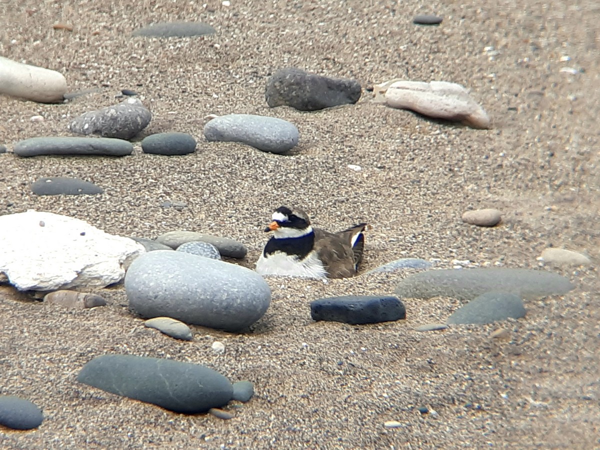 Common Ringed Plover - ML468838011