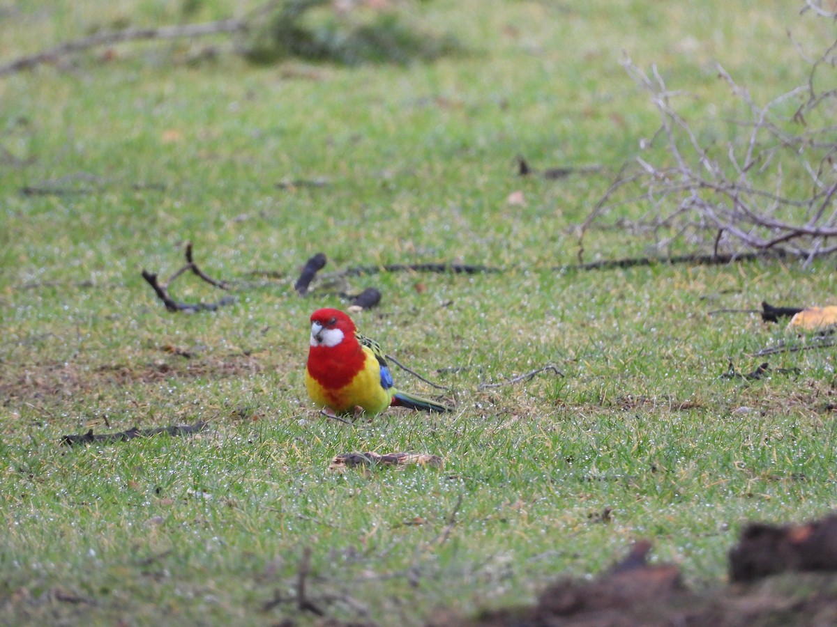 ナナクサインコ - ML468838361