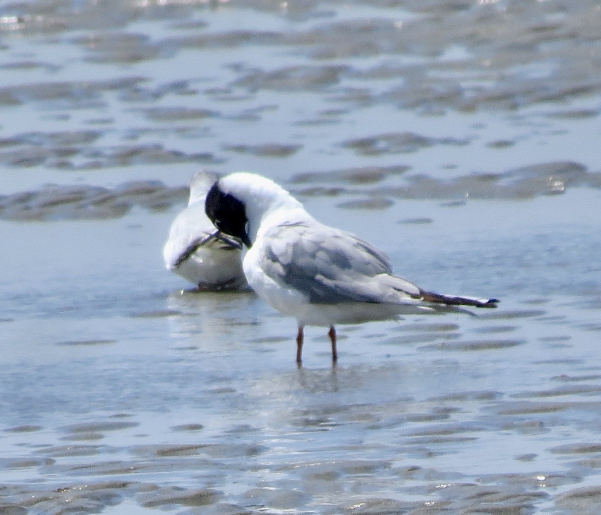 Bonaparte's Gull - ML468839161