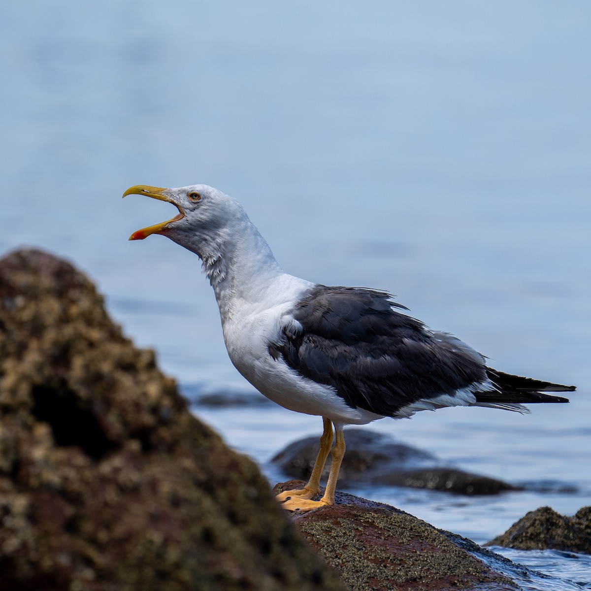 Yellow-footed Gull - ML468840081