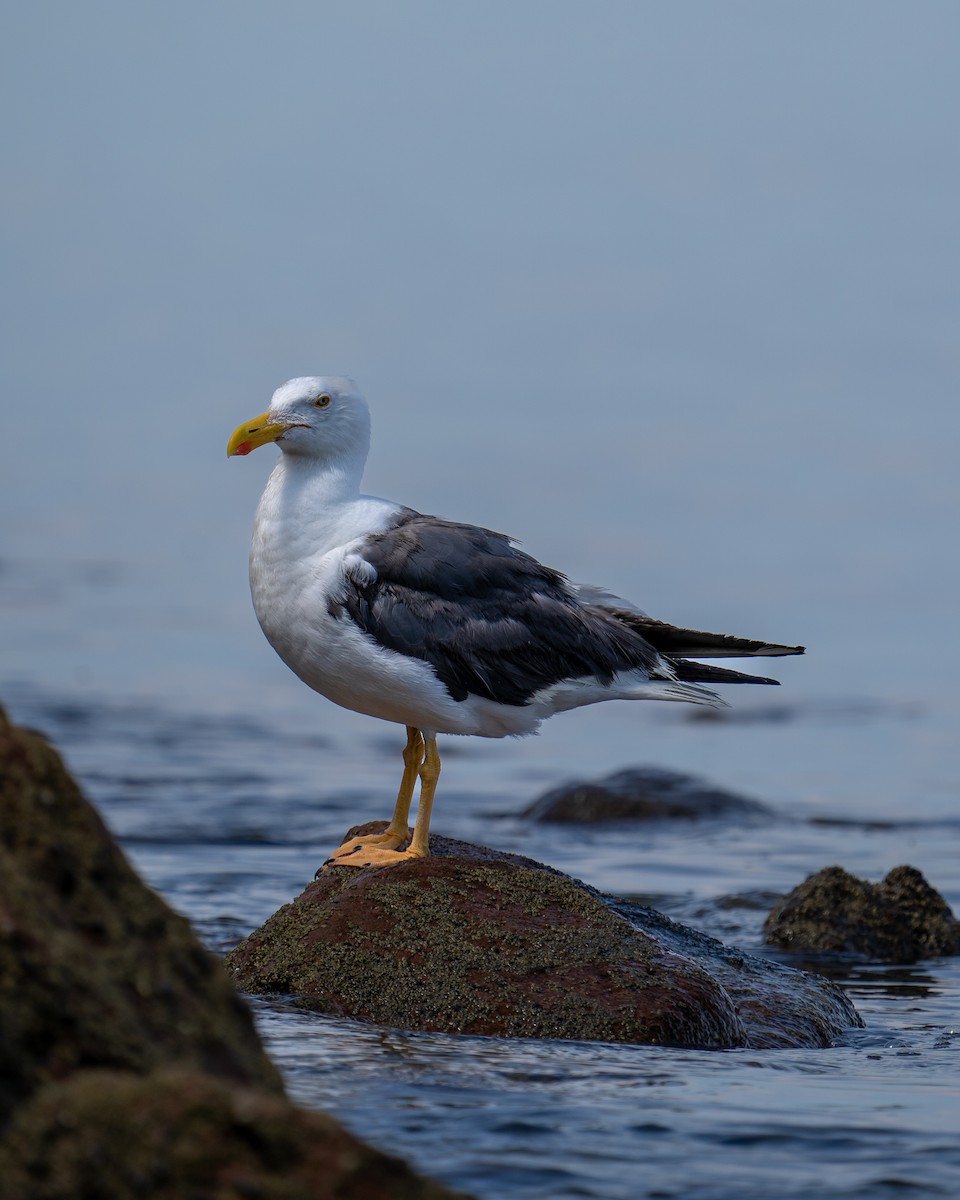 Yellow-footed Gull - ML468840091