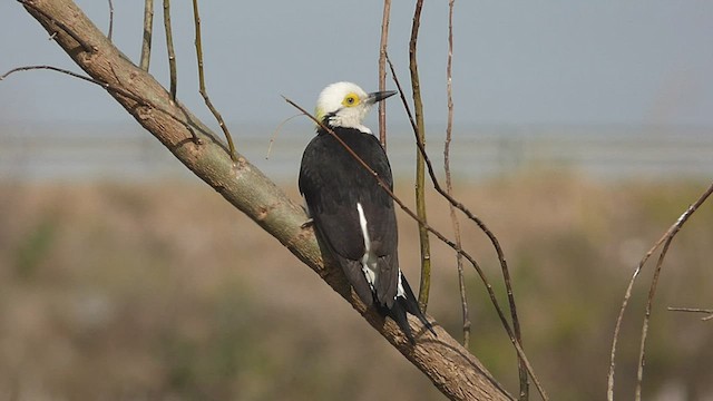 シロキツツキ - ML468840301