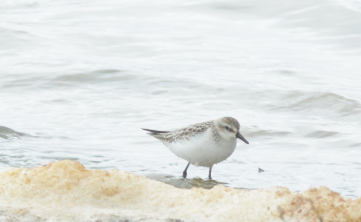 Bécasseau sanderling - ML468840901