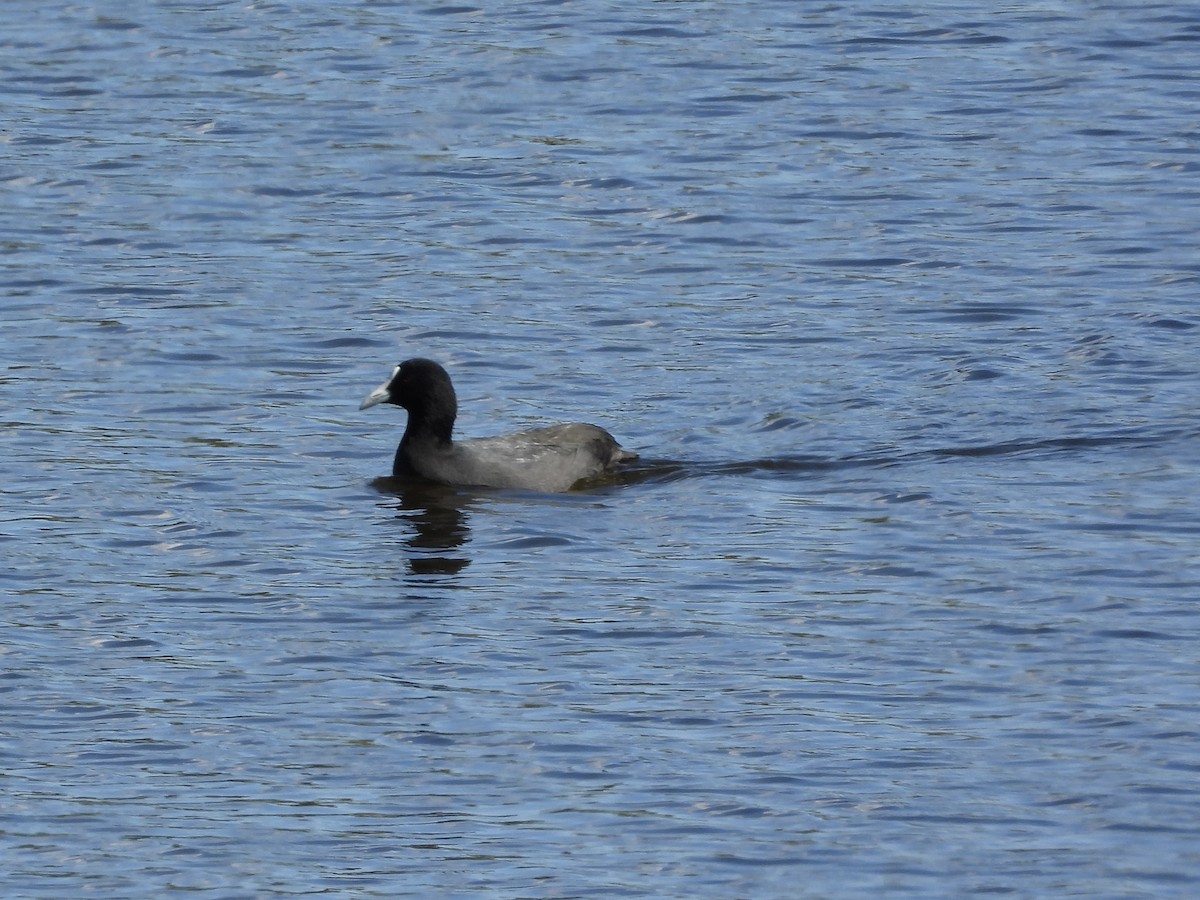 Eurasian Coot - Cherri and Peter Gordon