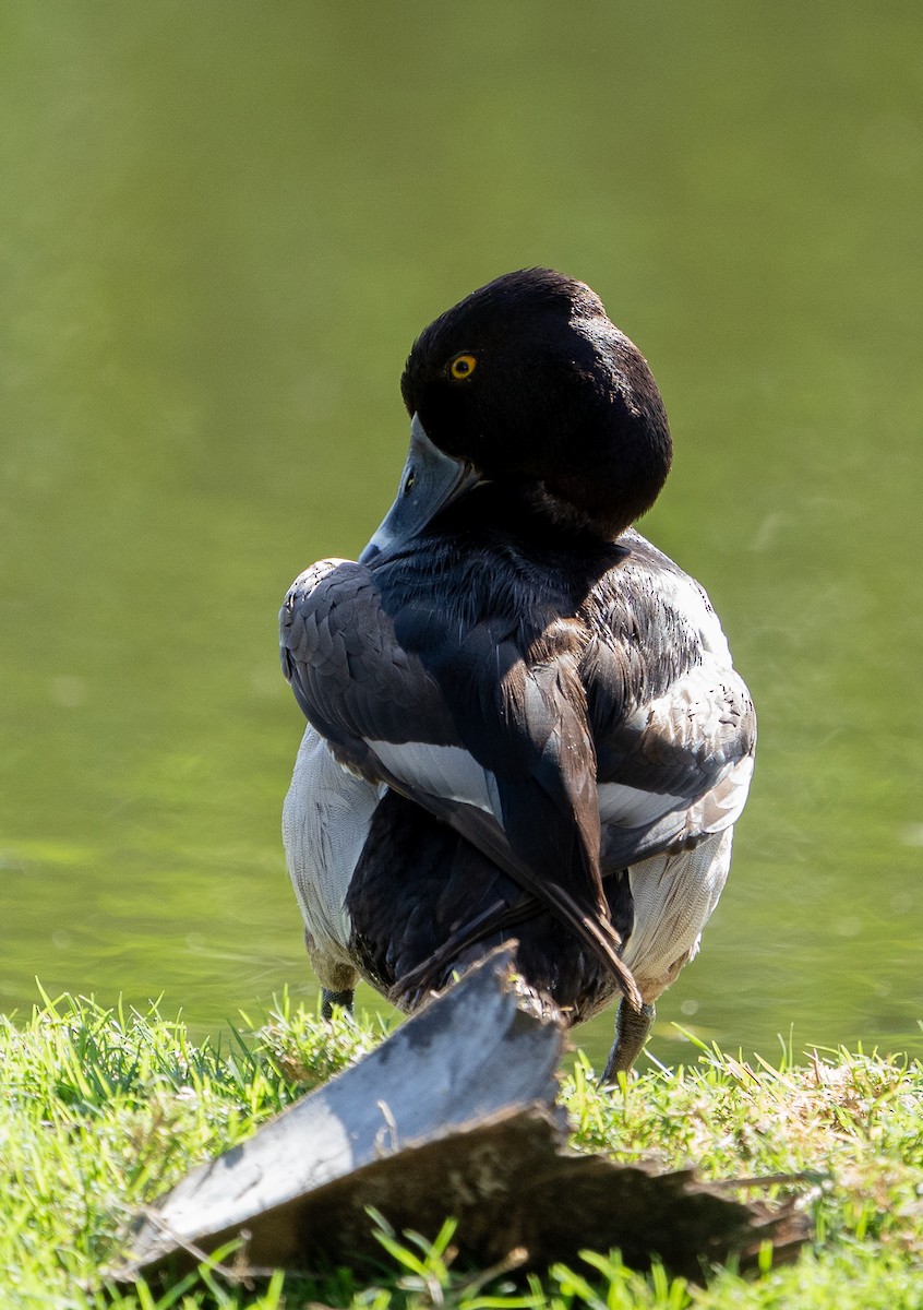 Ring-necked Duck - ML468841361