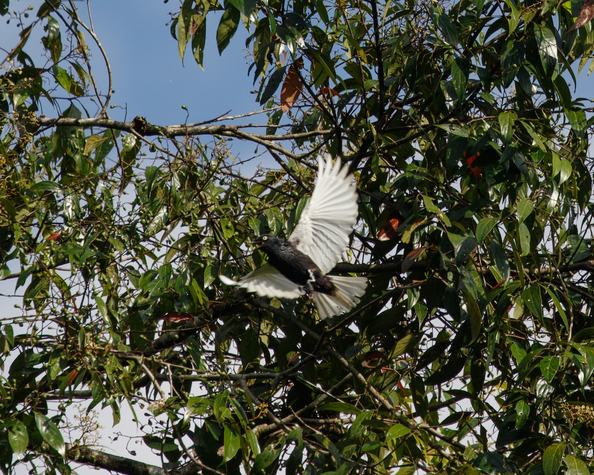 White-tailed Cotinga - ML468842941