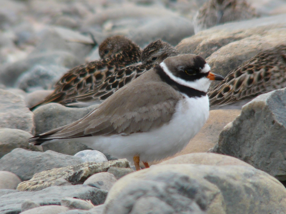 Semipalmated Plover - ML468843251