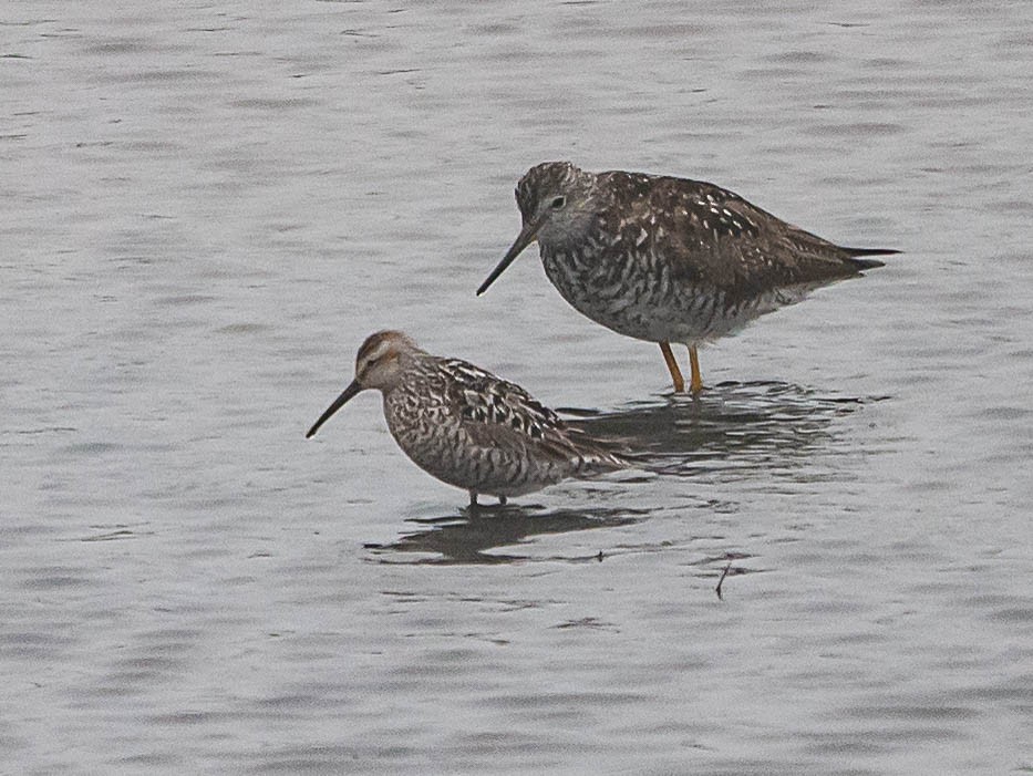 Stilt Sandpiper - ML468843271