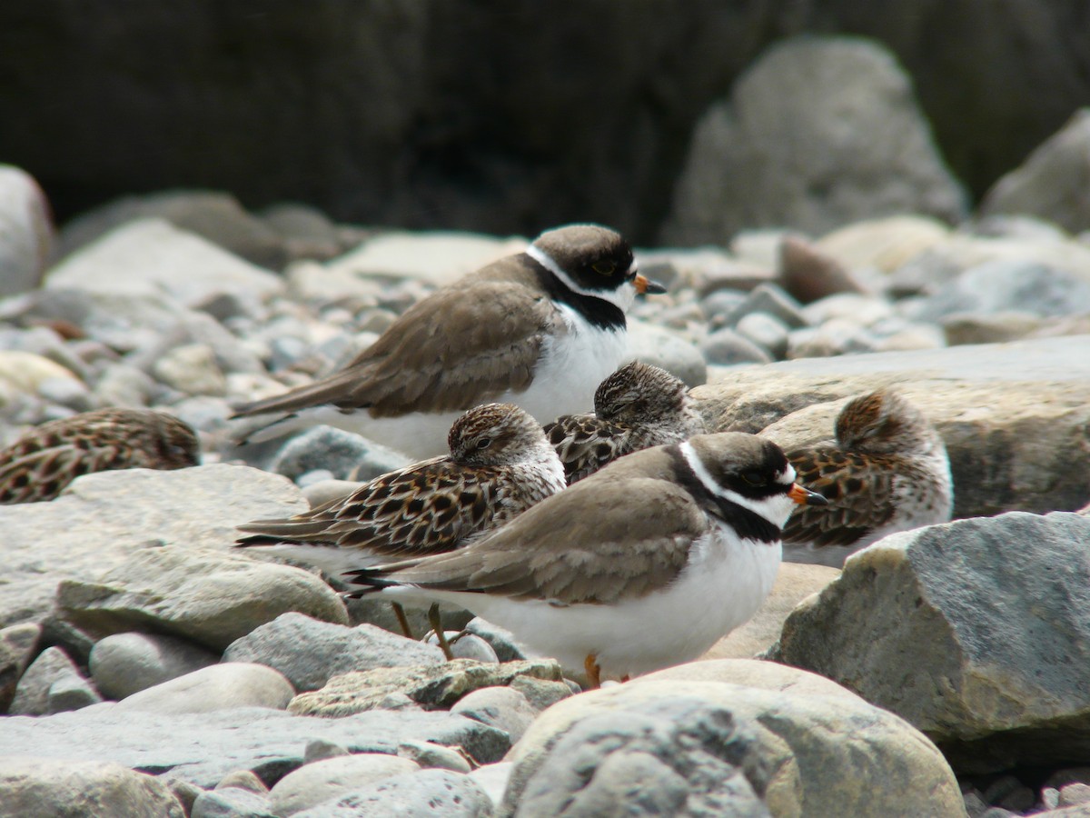 Semipalmated Plover - ML468843391