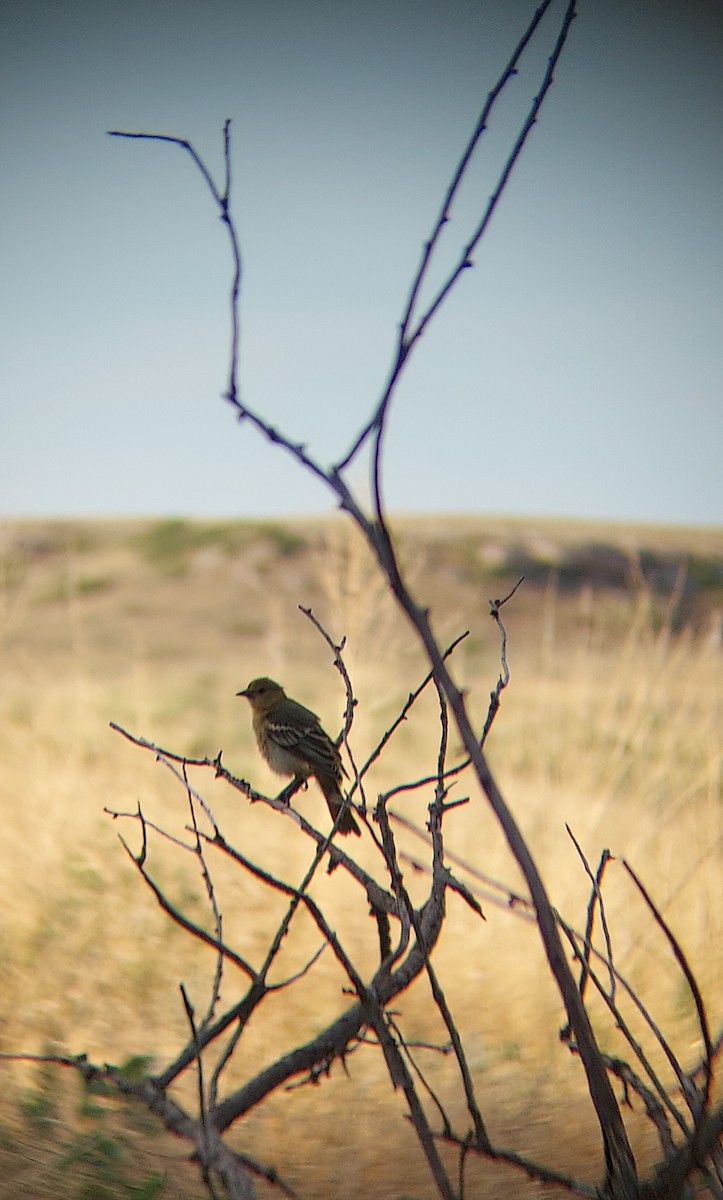 Baltimore Oriole - ML468843401