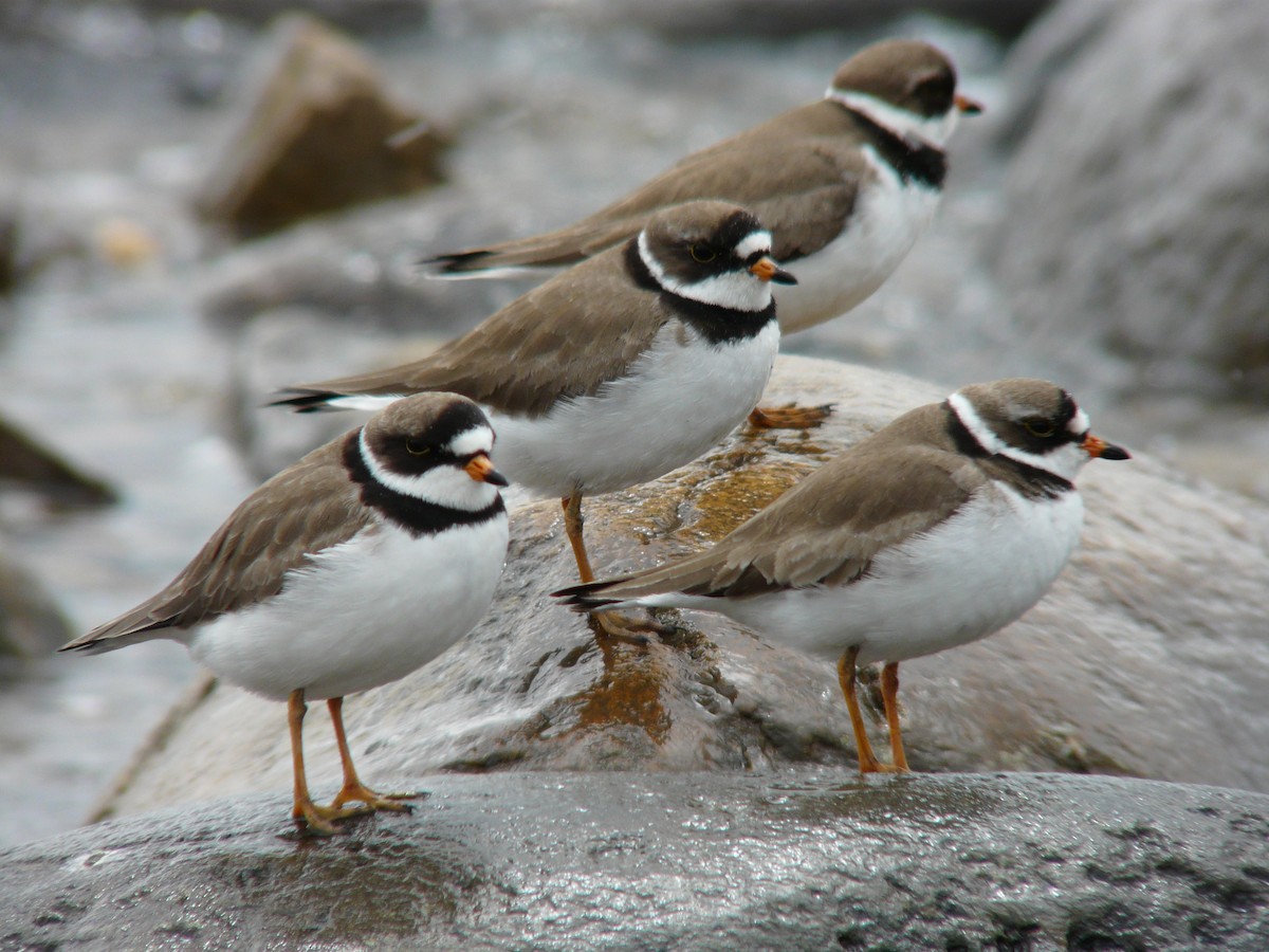 Semipalmated Plover - ML468843421