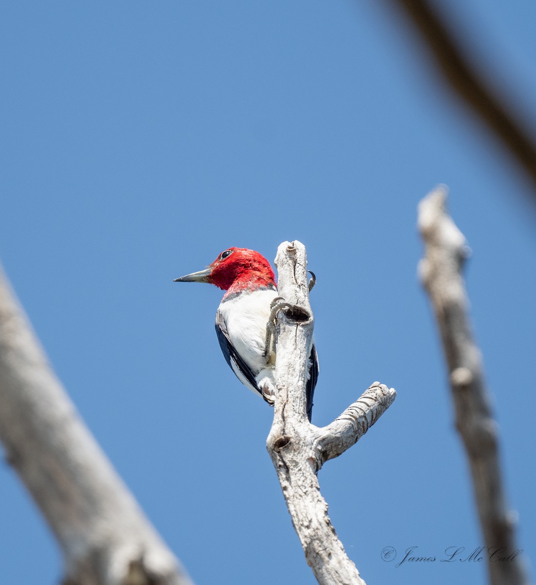 Red-headed Woodpecker - James McCall