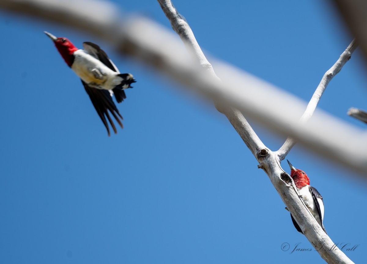 Red-headed Woodpecker - James McCall