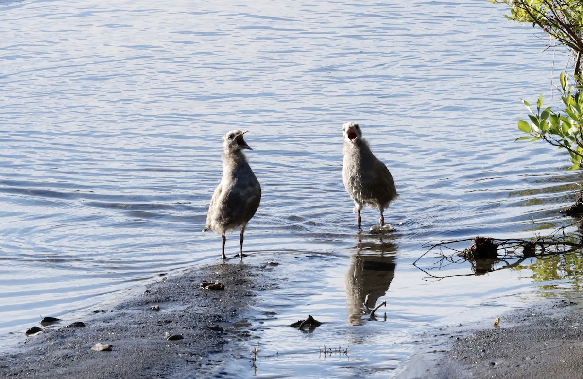 Short-billed Gull - ML468846191