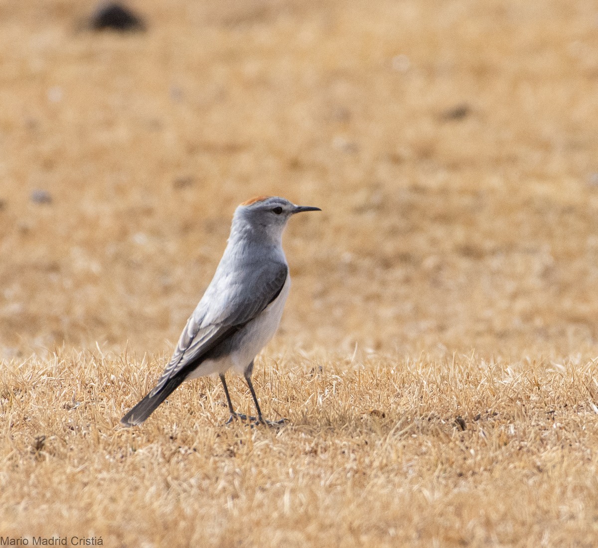 Rufous-naped Ground-Tyrant - ML468846421