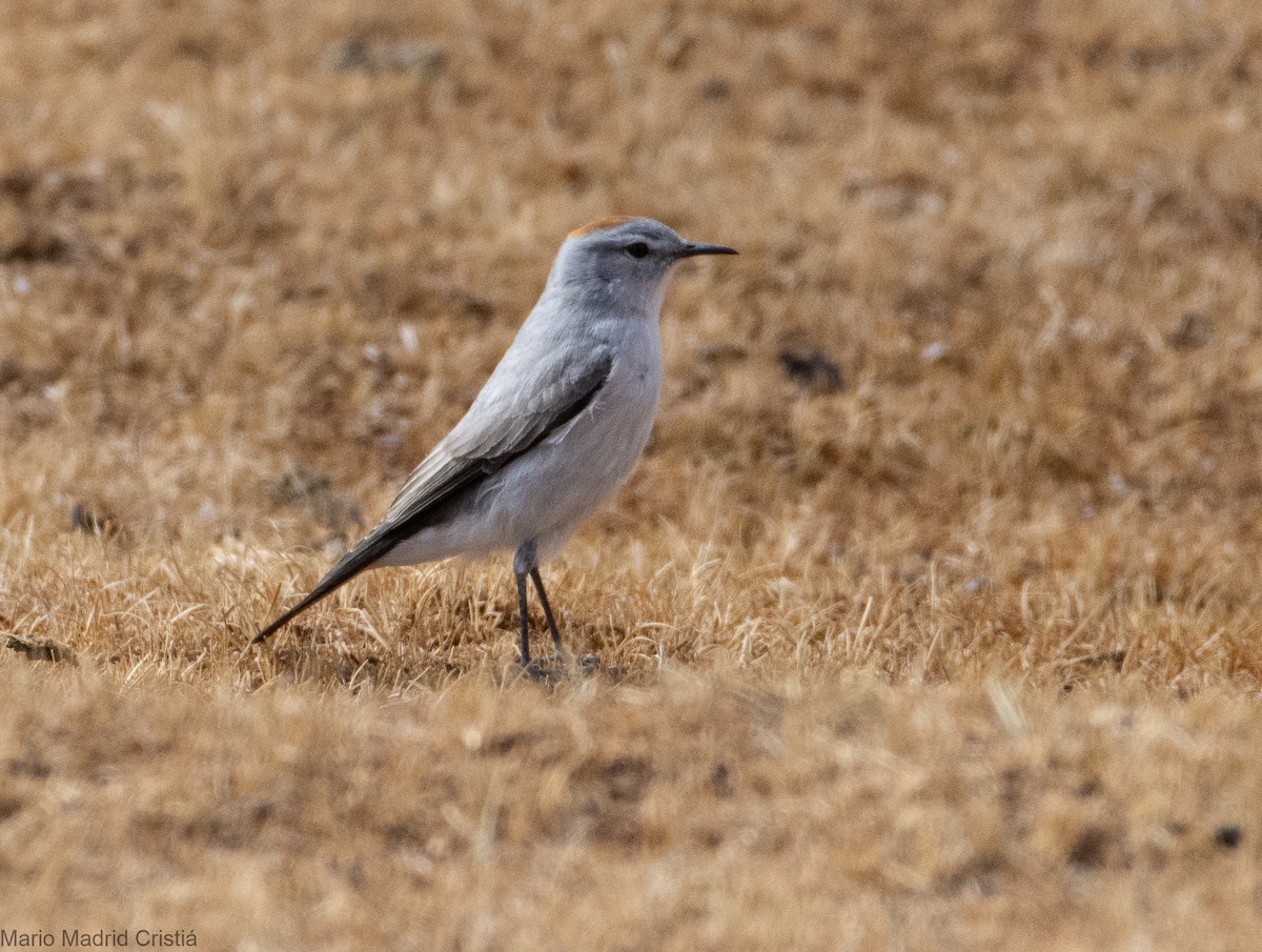 Rufous-naped Ground-Tyrant - ML468846461