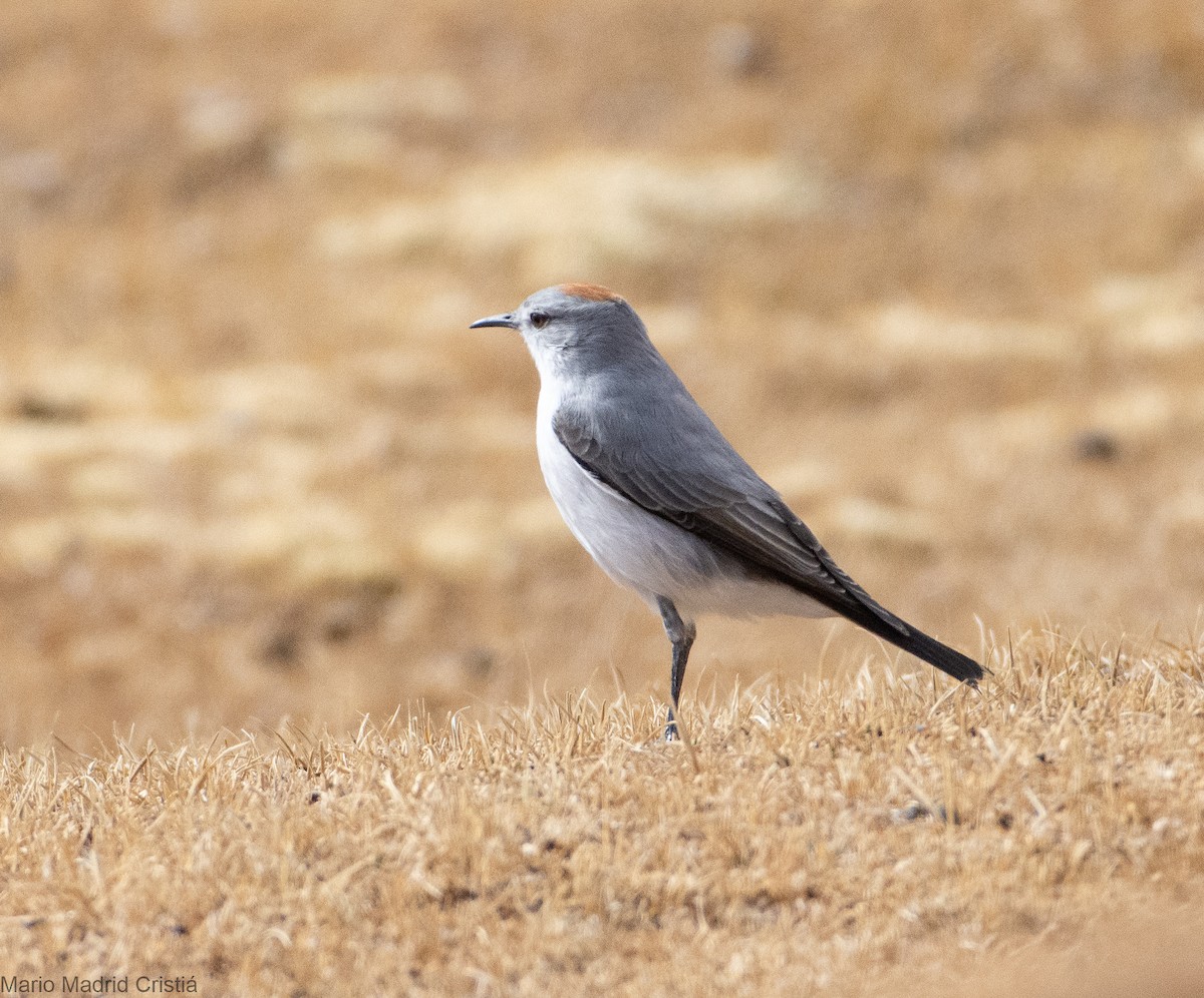 Rufous-naped Ground-Tyrant - ML468846471