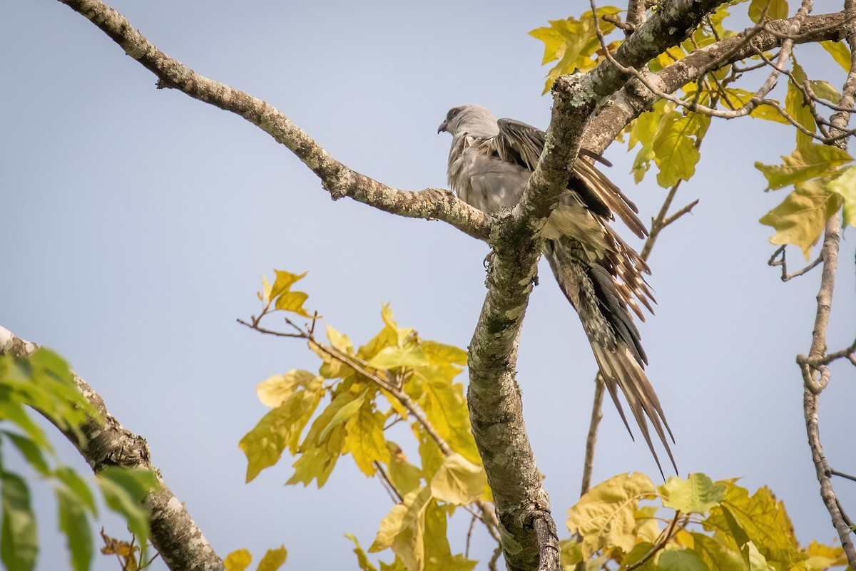 Mississippi Kite - ML468848351