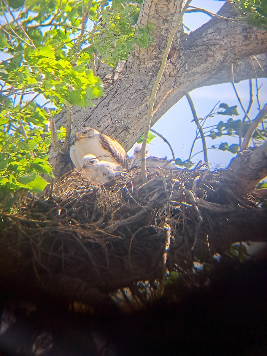 Ferruginous Hawk - ML468849731