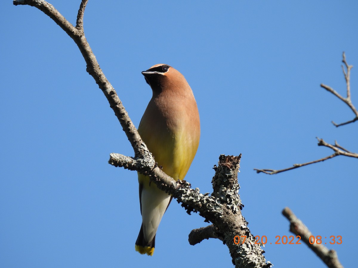 Cedar Waxwing - Cheryl Ring