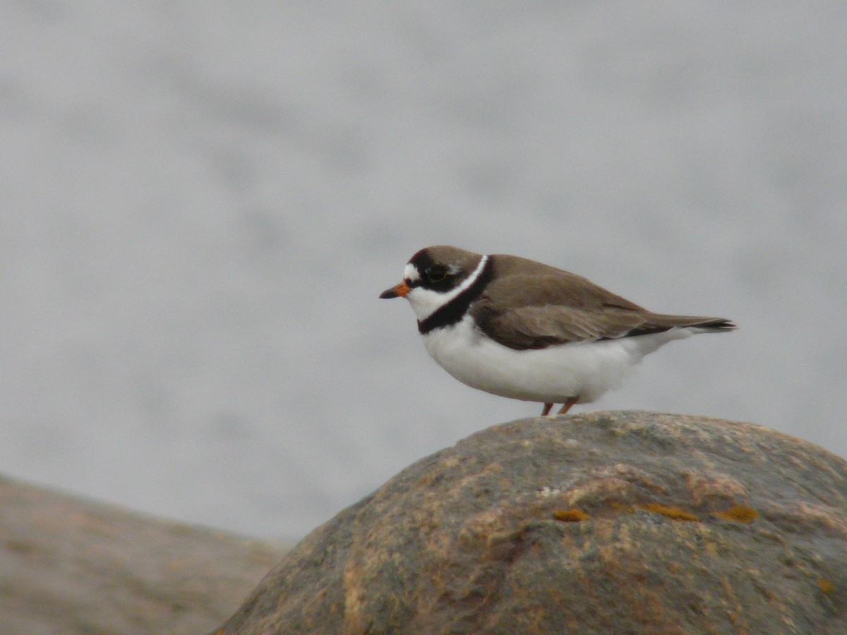 Semipalmated Plover - ML468851211