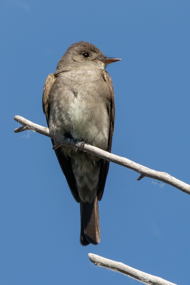 Western Wood-Pewee - ML468851221