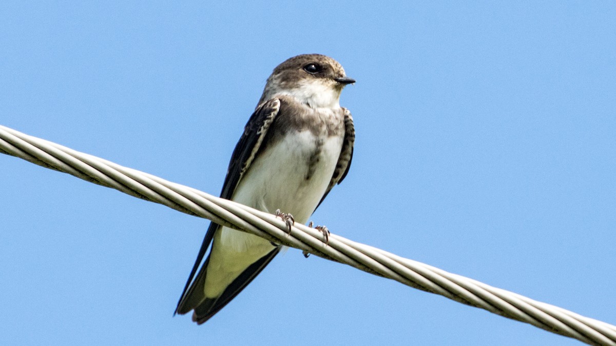 Bank Swallow - ML468851601