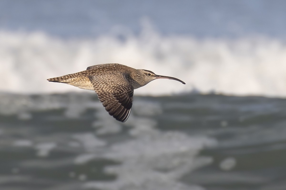 Whimbrel (Hudsonian) - Matt Felperin