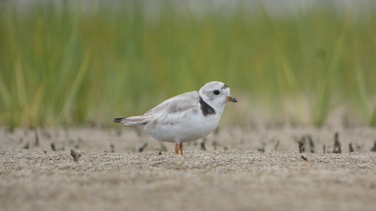 Piping Plover - Jay Heiny-Robbie