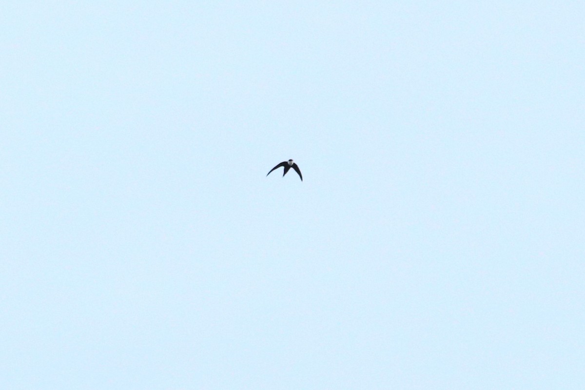 Lesser Swallow-tailed Swift - ML468853171