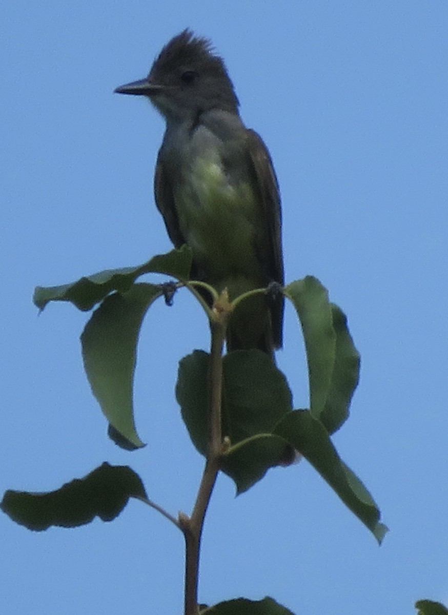 Great Crested Flycatcher - ML468854781