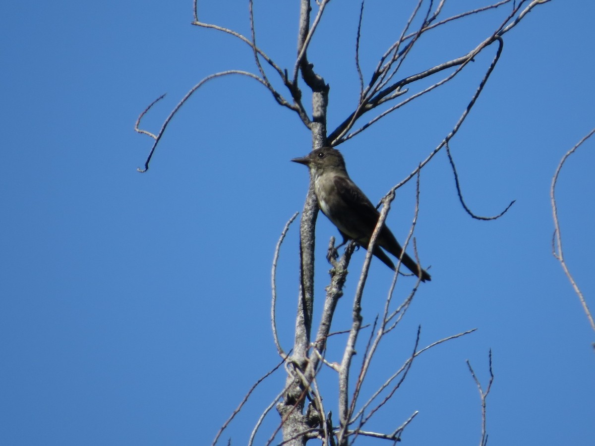 Olive-sided Flycatcher - ML468855471