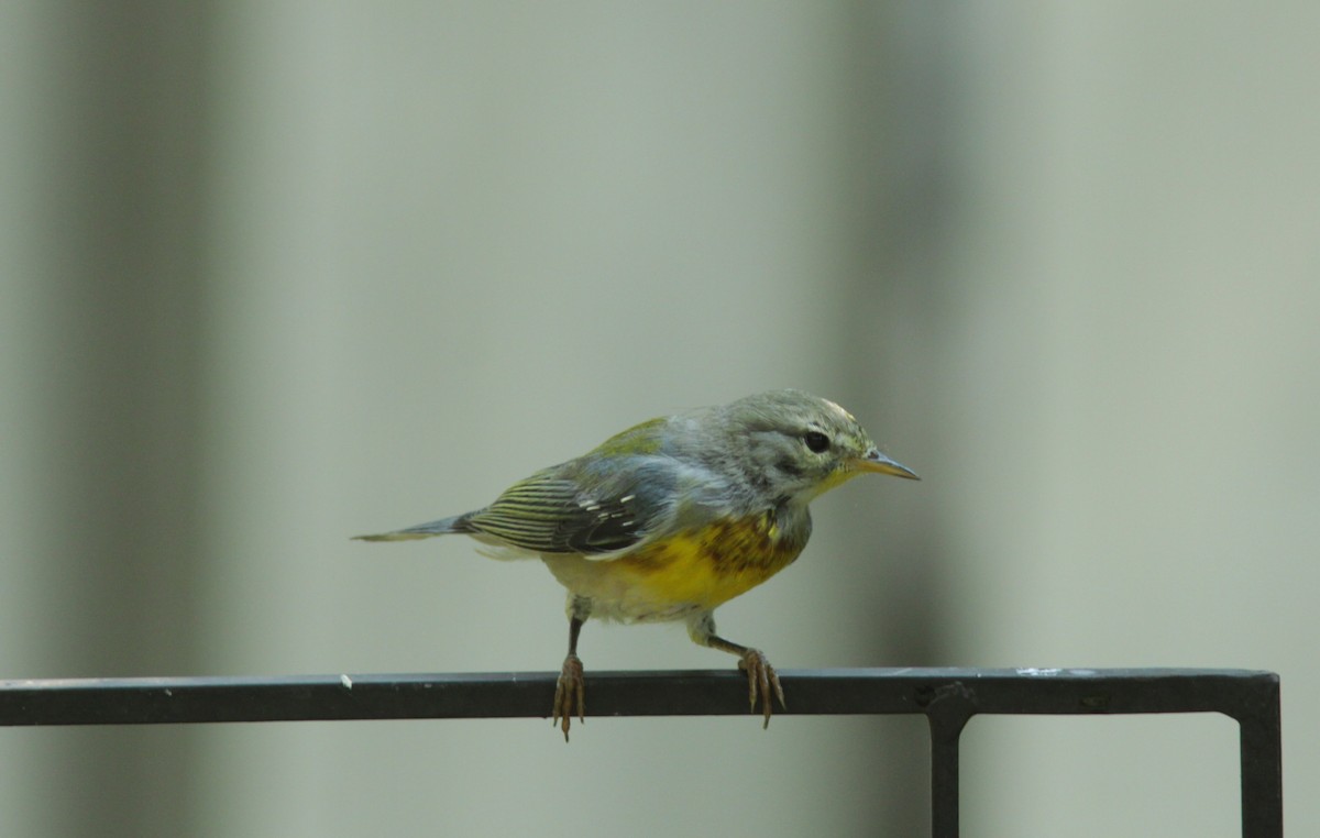 Northern Parula - ML468855481